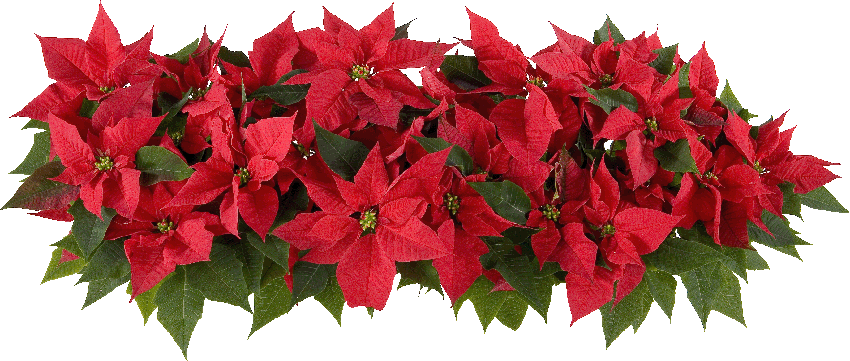 poinsettiatransparent